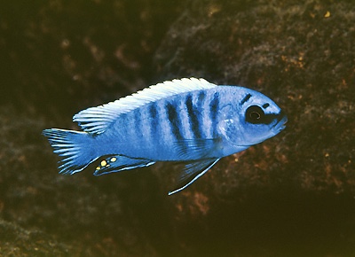 Pseudotropheus sp. 'perspicax tanzania' Thumbi Point